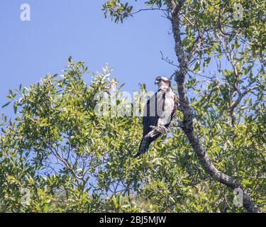 Osprey dans un arbre, un jour clair Banque D'Images