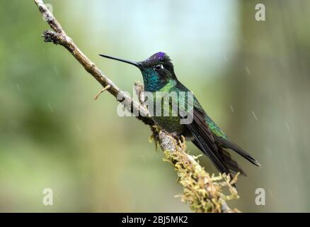 Portrait de Talamanca Hummingbird (Eugenes spectabilis) perçant sur une branche de mousse dans les hautes terres du Panama. Banque D'Images