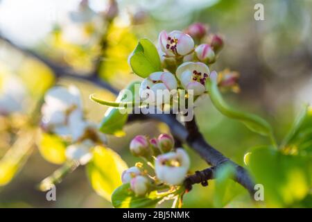 fleurs fleuries d'un arbre de poire fleuri près du fond du disque solaire coucher de soleil, faible profondeur de champ Banque D'Images