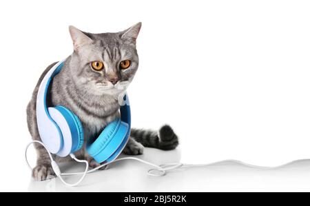 Chat Gris Avec Casque Bleu Isole Sur Fond Blanc Photo Stock Alamy