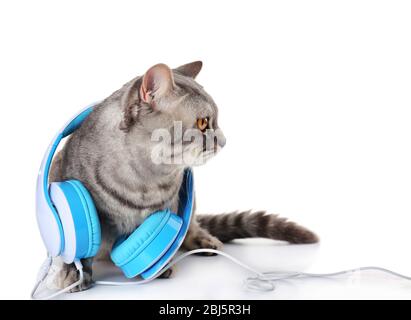 Chat Gris Avec Casque Bleu Isole Sur Fond Blanc Photo Stock Alamy