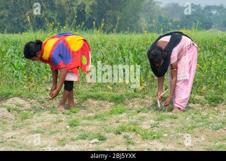 femme indienne agriculteur travaillant sur le terrain, Bihar, Inde Banque D'Images