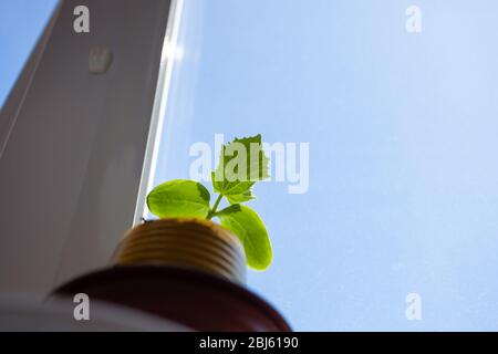 Des semis de concombre dans un pot sur le balcon, contre la fenêtre Banque D'Images