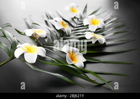 Belle composition de la fleur de frangipani sur les feuilles de palmier, gros plan Banque D'Images