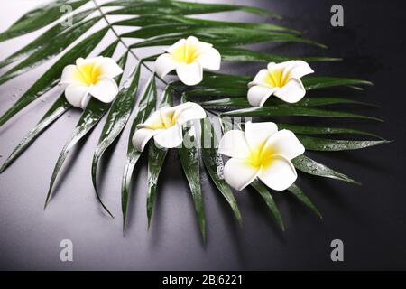 Belle composition de la fleur de frangipani sur les feuilles de palmier, gros plan Banque D'Images