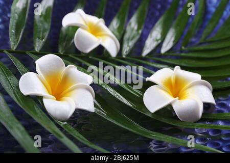 Belle composition de la fleur de frangipani sur les feuilles de palmier, gros plan Banque D'Images