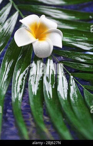 Belle composition de la fleur de frangipani sur les feuilles de palmier, gros plan Banque D'Images