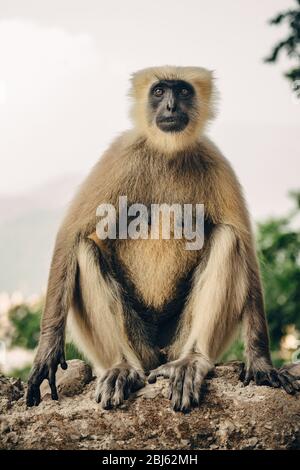 singe langur assis dans une clôture en béton Banque D'Images