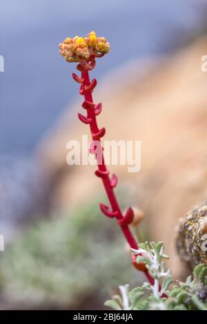 Gros plan sur la tige et fleurs bourgeons de côte dudleya, Dudleya caespitosa, point Lobos State Natural Reserve, Californie, États-Unis. Banque D'Images