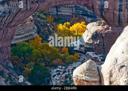 Pont Sipapu sur le White Canyon en automne, monument national Natural Bridges, Utah Banque D'Images