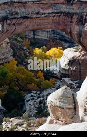 Pont Sipapu sur le White Canyon en automne, monument national Natural Bridges, Utah Banque D'Images