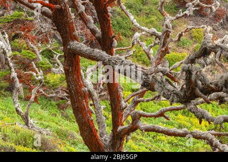 L'algue verte Trentepohlia aurea var. Polycarpa sur le tronc de l'arbre de cyprès de Monterey, avec des fleurs sauvages florales florales florales à la réserve naturelle de l'État de point Lobos, CA, USA. Banque D'Images