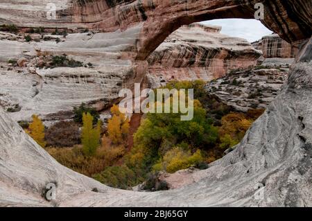 Pont Sipapu sur le White Canyon en automne, monument national Natural Bridges, Utah Banque D'Images