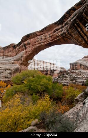 Pont Sipapu sur le White Canyon en automne, monument national Natural Bridges, Utah Banque D'Images