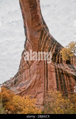 Pont Sipapu sur le White Canyon en automne, monument national Natural Bridges, Utah Banque D'Images