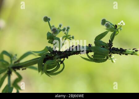 Fourmis sur une herbe à stickyweed Banque D'Images