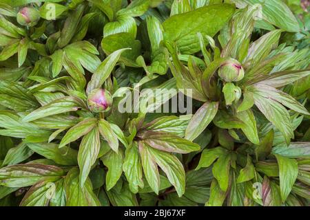 Les pivoines du printemps remplissent le cadre de feuillage vert, tandis que trois têtes de fleur semblent prêtes à éclater et révèlent leurs pétales rouges lumineux. Banque D'Images