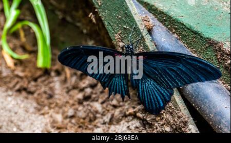 gros plan d'un grand papillon mormon noir, espèce d'insectes tropicaux d'Asie Banque D'Images