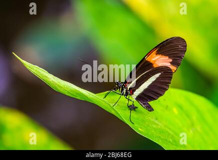 Petit papillon de postier rouge dans macro closeup, espèce d'insecte tropical du Costa Rica, Amérique Banque D'Images