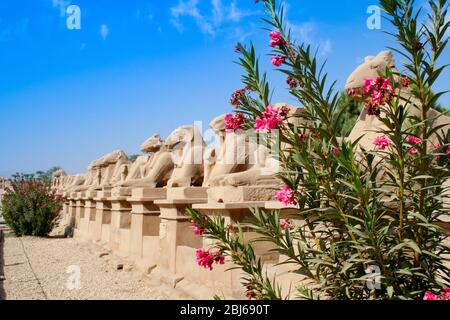 Des statues de RAM anciennes près de fleurs fleuries au Temple de Karnak à Louxor, en Egypte. Banque D'Images