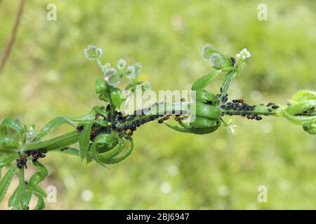 Fourmis sur une herbe à stickyweed Banque D'Images