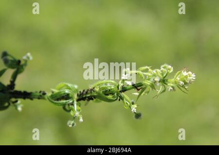 Fourmis sur une herbe à stickyweed Banque D'Images