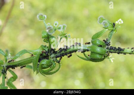 Fourmis sur une herbe à stickyweed Banque D'Images