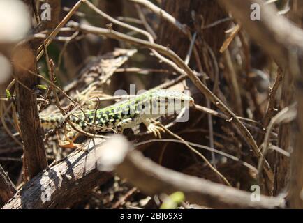 Le lézard italien explore une plante sèche sans feuilles Banque D'Images