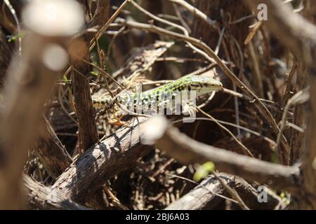 Le lézard italien explore une plante sèche sans feuilles Banque D'Images