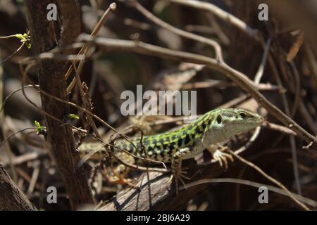 Le lézard italien explore une plante sèche sans feuilles Banque D'Images