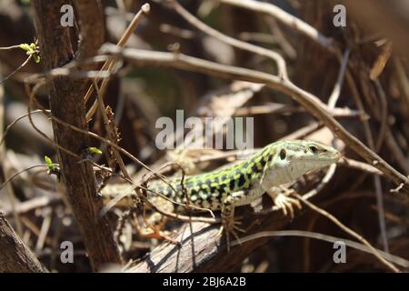 Le lézard italien explore une plante sèche sans feuilles Banque D'Images