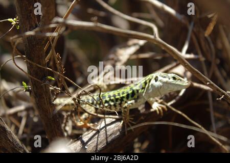 Le lézard italien explore une plante sèche sans feuilles Banque D'Images