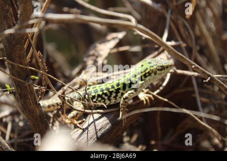 Le lézard italien explore une plante sèche sans feuilles Banque D'Images