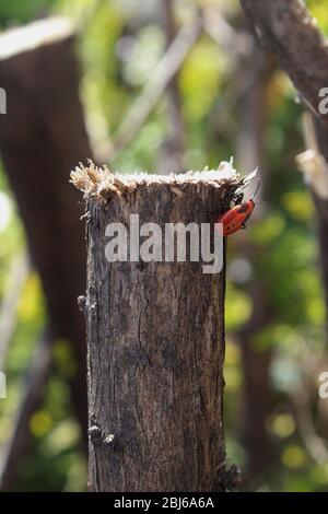 Un insecte de semence rouge et noir monte une branche coupée en bois Banque D'Images