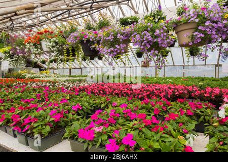 Fleurs d'été colorées, accrochées dans des paniers et des joyaux roses (Impatiens), des Begonias roses, blancs et rouges (Begonia) en serre, Québec Banque D'Images