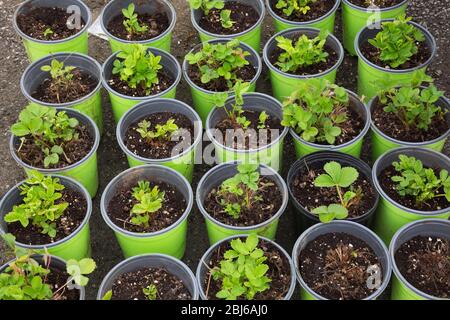 Jeunes plants de fraises (Fragaria x ananassa), plantules en contenants en plastique, Québec, Canada Banque D'Images