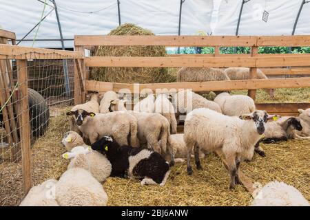 Arcott Rideau, agneaux en berceaux, pour la production de viande, Québec, Canada Banque D'Images