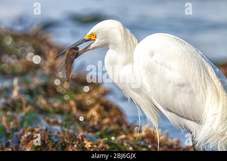 L'aigretta thola, une aigrette enneigée, tient une proie dans ses chênes, La Réserve naturelle de l'État de point Lobos, Carmel, Californie, États-Unis Banque D'Images