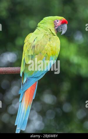 Macaw militaire (Ara militaris), Costa Rica, Amérique centrale Banque D'Images