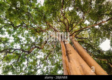 Arbre solitaire avec feuillage vert et magnifique branche de la vue à angle bas, paysage naturel arrière-plan de l'arbre géant à lumière du jour. Usine de nature et Ecolog Banque D'Images