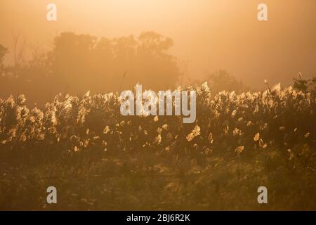 Roseaux éclairés au soleil (Phragmites australis) dans la zone humide de la réserve naturelle de Hula au coucher du soleil, Israël Banque D'Images