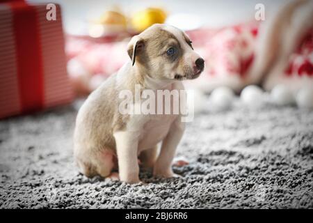 Petit chiot mignon sur fond de Noël Banque D'Images