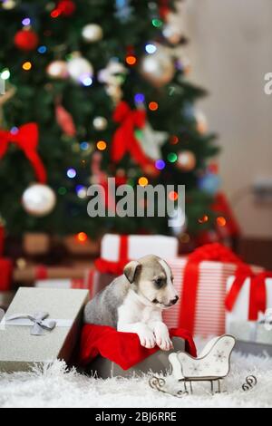 Petit chiot mignon sur fond de Noël Banque D'Images