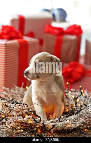 Petit chiot mignon sur fond de Noël Banque D'Images