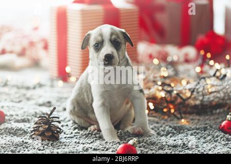 Petit chiot mignon sur fond de Noël Banque D'Images