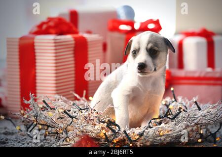 Petit chiot mignon sur fond de Noël Banque D'Images