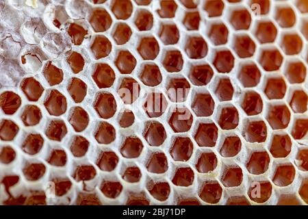 Gros plan magique en nid d'abeilles, récolte du miel, cueillette du miel. Nid d'abeilles biologique (miel de Karakovan turc) Istanbul, Turquie. Banque D'Images