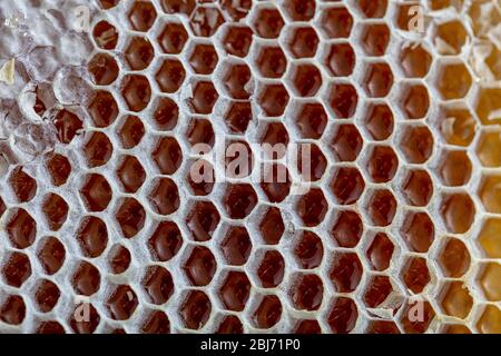 Gros plan magique en nid d'abeilles, récolte du miel, cueillette du miel. Nid d'abeilles biologique (miel de Karakovan turc) Istanbul, Turquie. Banque D'Images
