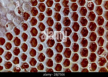 Gros plan magique en nid d'abeilles, récolte du miel, cueillette du miel. Nid d'abeilles biologique (miel de Karakovan turc) Istanbul, Turquie. Banque D'Images