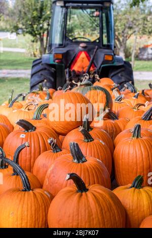 Un gros tracteur agricole tire dans un grand wagon rempli de citrouilles fraîches pour la cuisine et la décoration de chute Banque D'Images